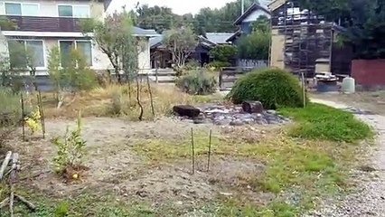 Tree Update From the Old Japanese Farm House