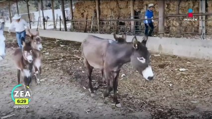 Granja se convierte en santuario para salvar al burro mexicano de la extinción