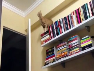 2 minutes of cats and kittens jumping and failing  STV