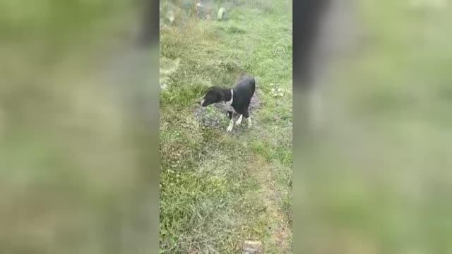 Son dakika gündem: Yaralı sokak köpeğine trafik polisleri sahip çıktı