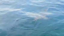 ZONGULDAK - Denize açılan balıkçılar karşılaştıkları yunusu besledi
