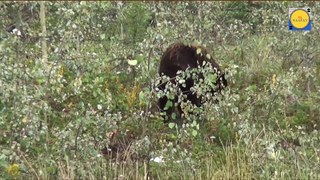 Bear Beautiful animal and Amazing Video