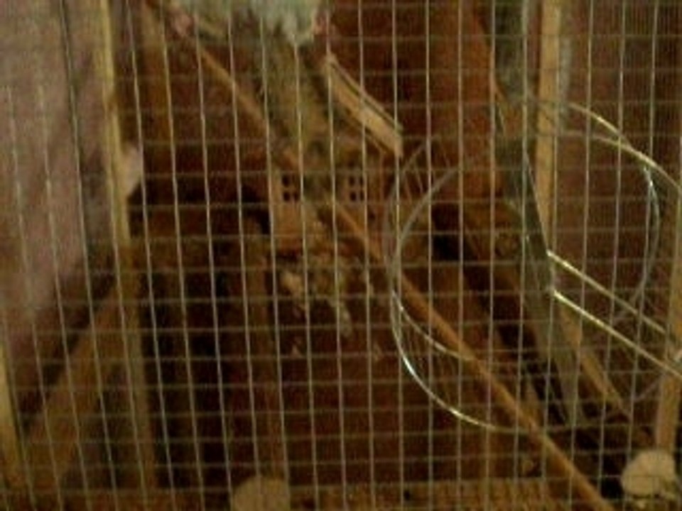 LouLou et tictac 006