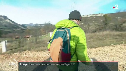 Île-de-France : les éleveurs protègent leurs troupeaux des loups