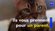 Pourquoi votre chat vous suit partout ?