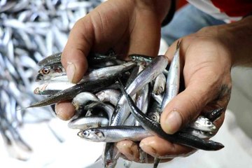 Hamsi fiyatlarının düşmesini bekleyenlere kötü haber
