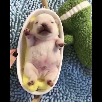 AWW SO CUTE! Cutest baby animals Videos Compilation Cute moment of the Animals - Cutest Animals