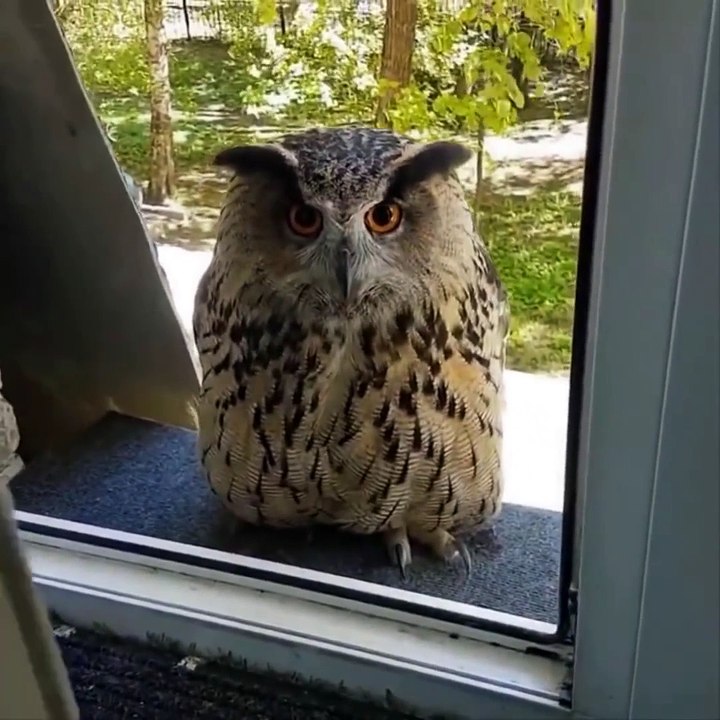 AWW SO CUTE Cutest baby animals Videos Compilation Cute moment of the Animals  Cutest Animals