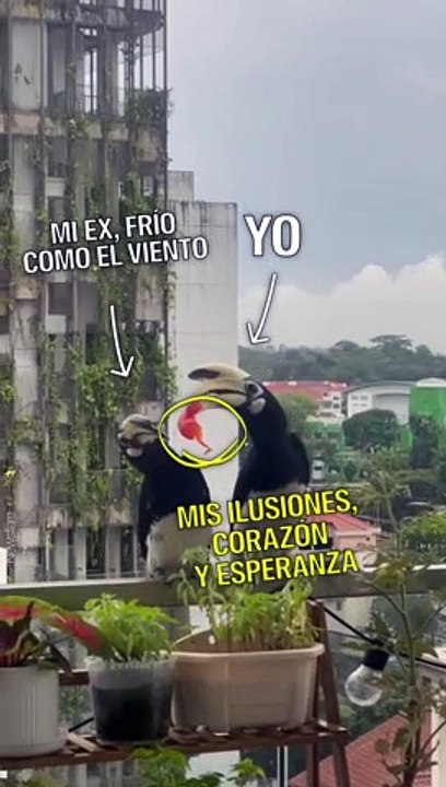 Una ave hembra rechazó la comida de un macho