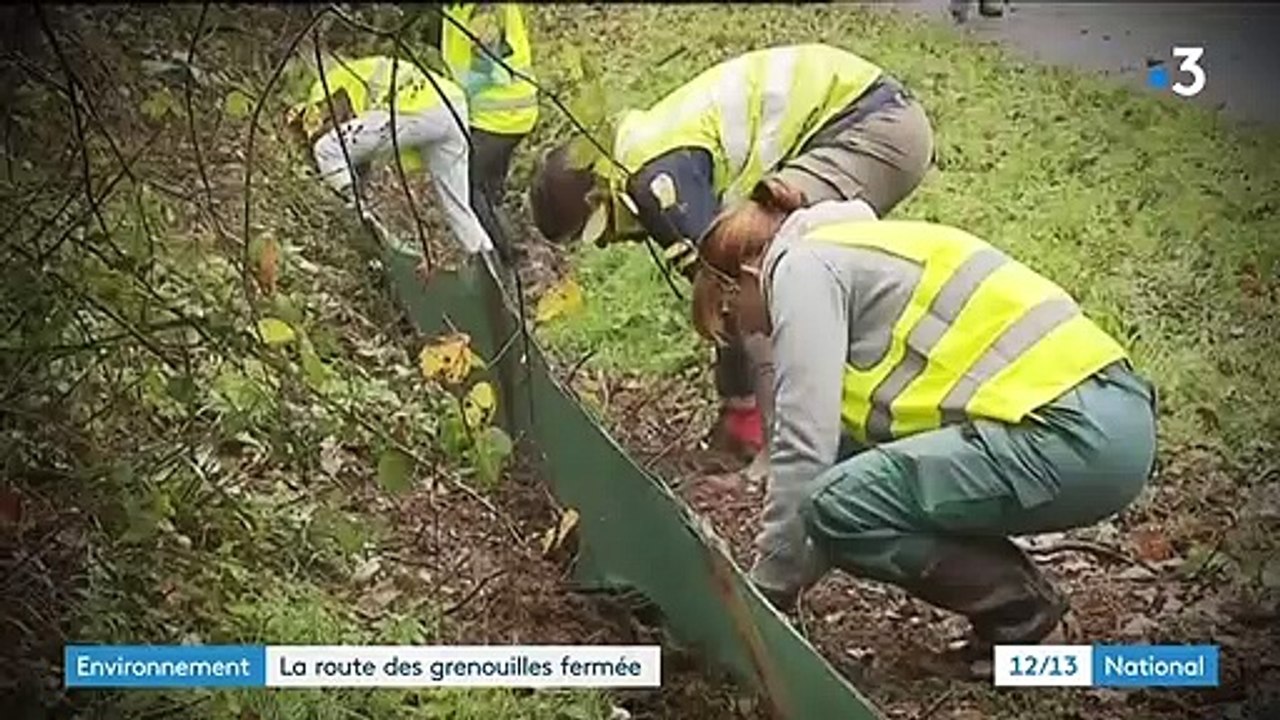 Côtes d'Armor : la "route des grenouilles" définitivement fermée à la circulation pour protéger les amphibiens