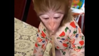 AWW SO CUTE Cutest baby animals Videos Compilation Cute moment of the Animals  Cutest Animals