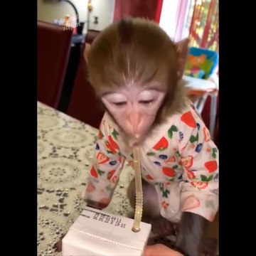 AWW SO CUTE Cutest baby animals Videos Compilation Cute moment of the Animals Cutest Animals