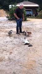 Trained Pup Renovates Restroom for Three Legged Cat