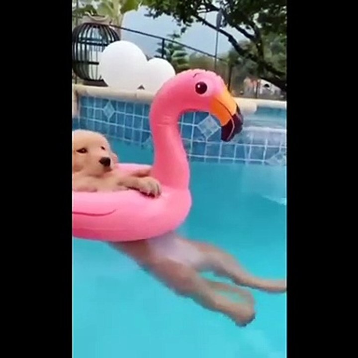 AWW SO CUTE! Cutest baby animals Videos Compilation Cute moment of the Animals - Cutest Animals