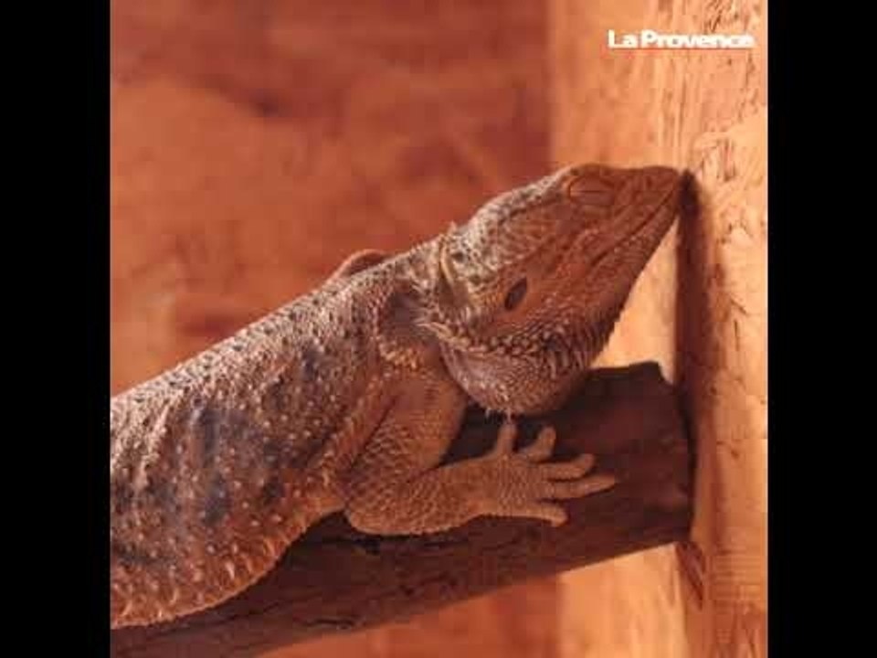 Vaucluse : le salon "Avignon Animo Passion" au parc des expositions