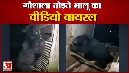 Uttarakhand News: गौशाला तोड़ते भालू का वीडियो वायरल, यहां देखें