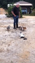 Trained Pup Renovates Restroom for Three Legged Cat