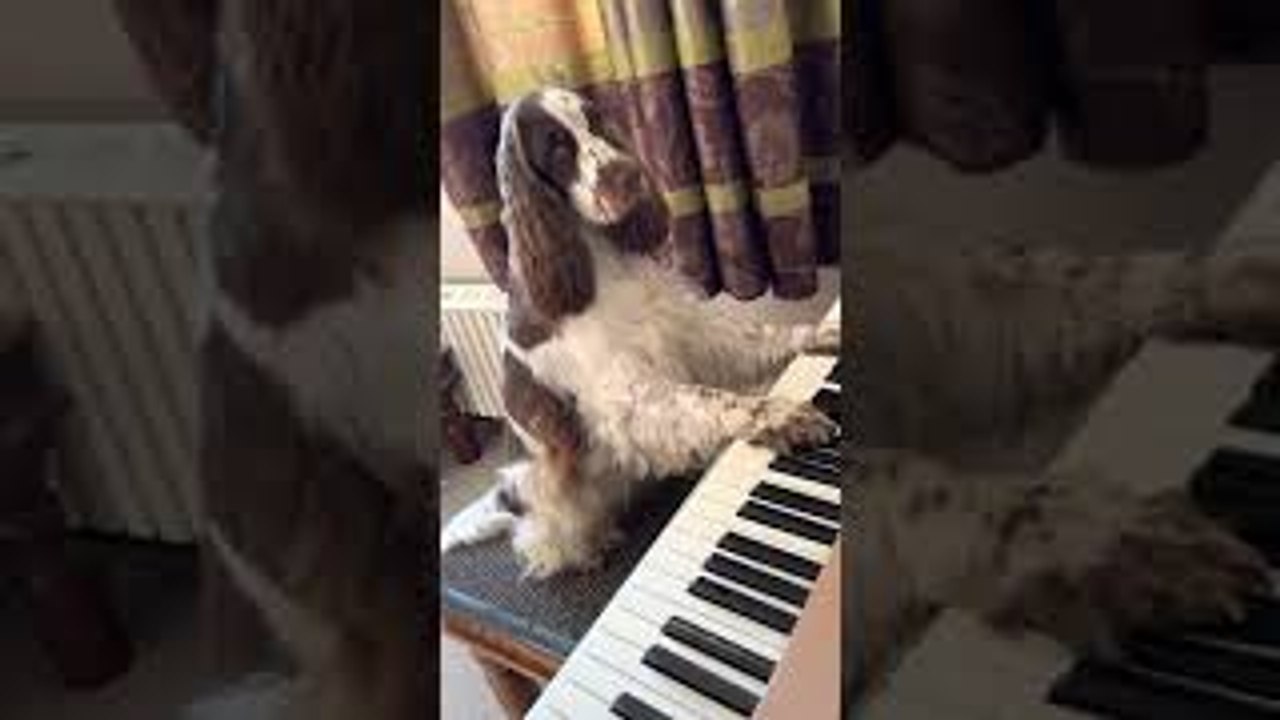 Pup Passionately Plays Piano