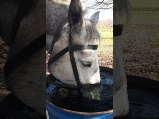 Horses Drink From Barrel