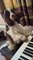 Pup Passionately Plays Piano