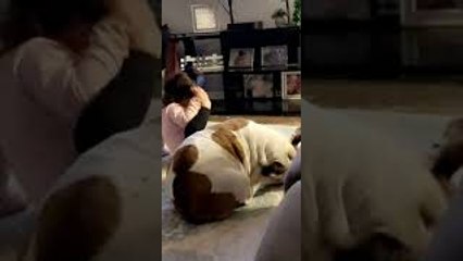 Kid Copies Bulldog Scratching