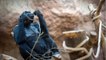 Les zoos européens envisagent d'abattre des gorilles mâles pour éviter la surpopulation