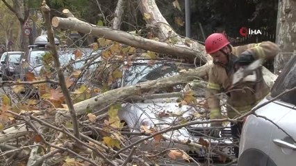 Beşiktaş'ta şiddetli rüzgarla devrilen ağaç, otomobilin üzerine düştü