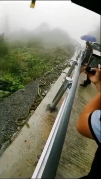 Invasion de serpents sur la route