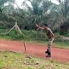 Ce soldat malaisien attrape le cobra royal