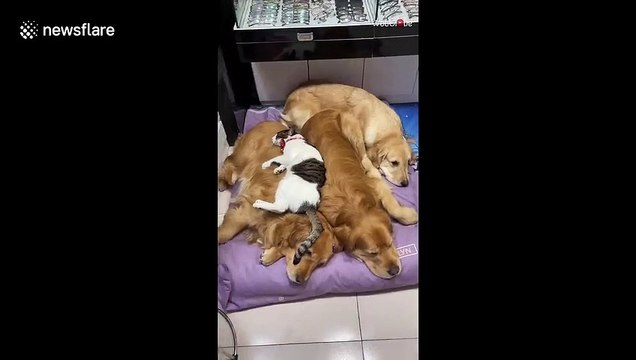 Un chat a trouvé le meilleur coussin qui soit : un gros chien