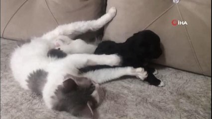 Anne kedinin yavru köpeğe şefkati