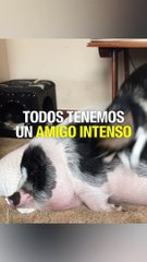 Todos tenemos un amigo intenso...