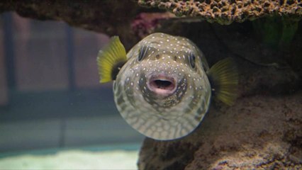 Japan's Most Dangerous Dish Is a Poisonous Blowfish That Requires a Special Chef's License
