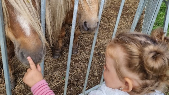 Groß-Enzersdorf Gestrandeter Cirkus Candy in Not
