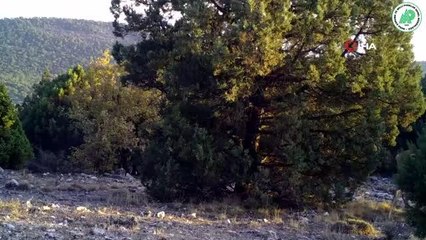 Yaban hayatın bir birinden ilginç görüntüleri fotokapanlara yansıdı