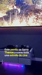 Este perro pelea contra los villanos de sus películas favoritas