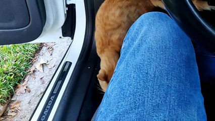 Cat Cozies Up In Stranger's Car