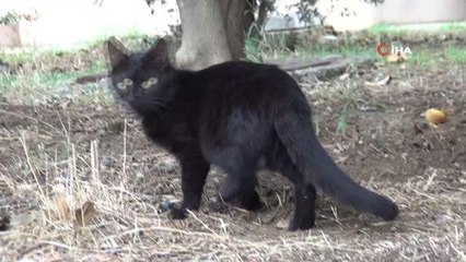 Sokak kedilerini sahipsiz bırakmıyor