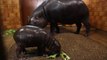Nace en Francia una cría de hipopótamo pigmeo, una especia en peligro de extinción