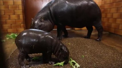 Nace en Francia una cría de hipopótamo pigmeo, una especia en peligro de extinción