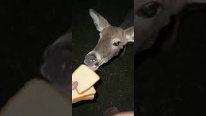 Tonya the Deer Gently Accepts Bread