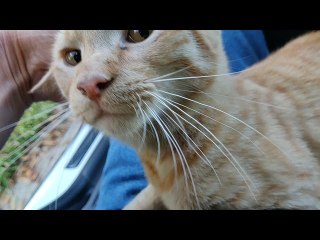 Cat Cozies Up In Stranger's Car