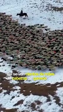 Cientos de miles de animales migran cada año