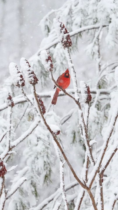 First Snowfall Transformed This Iconic Toronto Park