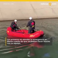 Rescatan ciervo