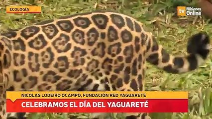 Celebramos el día del Yaguareté