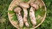 Matsutake mushrooms can cost over $500 per kilogram. Here's what makes them so expensive.