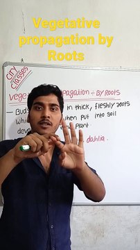 Vegetative propagation-By Roots | vegetative propagation-By Roots in Hindi | vegetative propagation-By Roots biology #cityclasses