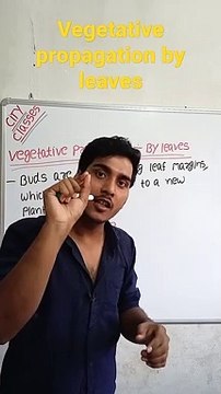 Vegetative propagation-By leaves | vegetative propagation-By leaves in Hindi | vegetative propagation-By leaves biology #cityclasses
