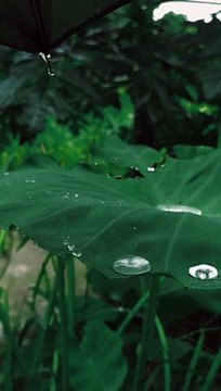 Nature Raindrops Falling On The Green Leaves #shorts #ytshorts